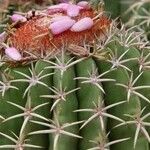 Melocactus matanzanus 葉