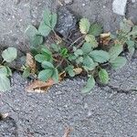 Potentilla norvegicaFeuille