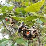 Erythrina sigmoidea Frugt