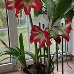 Hippeastrum correiense Hábito