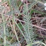 Achillea millefolium Leaf