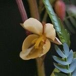 Chamaecrista mimosoides Flower