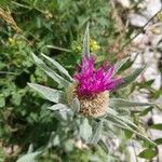 Centaurea uniflora