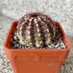 Echinocereus viridiflorus Ліст