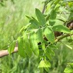 Sorbus domestica Leaf