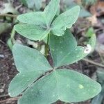 Oxalis latifolia 整株植物