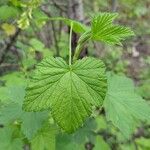 Ribes americanum Leaf