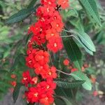 Euphorbia fulgens 花