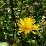 Scorzoneroides autumnalis Flower