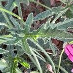 Convolvulus althaeoides Blad