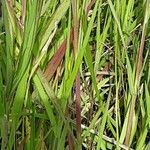 Imperata cylindrica Blad