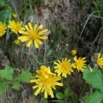 Hieracium murorumBlomst