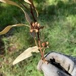 Eucalyptus viminalis Frucht