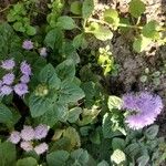 Ageratum houstonianumFlower