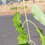 Sclerocarya birrea Leaf