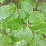 Fagus sylvatica Leaf
