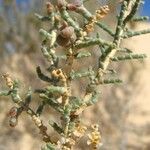 Anabasis articulata Fruit