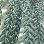 Araucaria scopulorum 葉