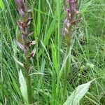 Dactylorhiza majalis Libunga