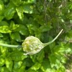 Allium siculum Квітка