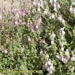 Antirrhinum hispanicum Habitatea