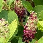 Phytolacca acinosa Flor