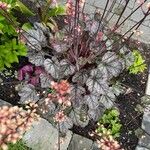 Heuchera sanguineaHabitus