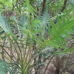 Sonchus canariensis Blatt