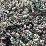 Sedum hirsutum Folla