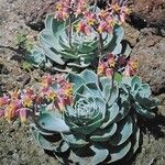 Echeveria gigantea Hàbitat