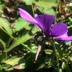 Viola bubanii Kwiat