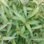 Persicaria odorata Blad