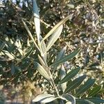 Olea europaea ᱥᱟᱠᱟᱢ