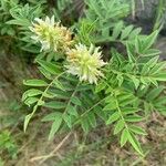 Glycyrrhiza lepidota Levél