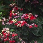 Clerodendrum thomsoniaeŽiedas