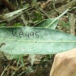 Pycnandra fastuosa Hoja