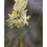 Orchis pauciflora Flower