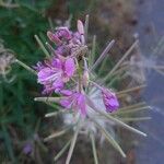 Epilobium angustifolium Flor