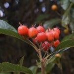 Crataegus crus-galli ഫലം