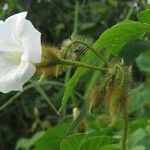 Merremia aegyptia Flower