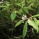 Ardisia opegrapha Other