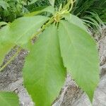 Parthenocissus quinquefolia पत्ता