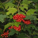 Viburnum opulusПлід