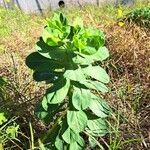 Euphorbia helioscopia Natur