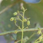 Sterculia quinqueloba Flor