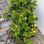 Mirabilis jalapa 整株植物