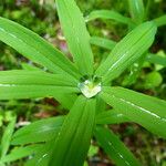 Polygonatum verticillatum 葉