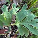 Hydrophyllum capitatum Leaf