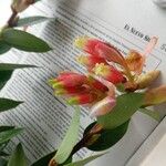 Macleania rupestris 花