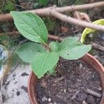 Prunus japonica 葉